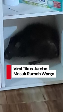Video Viral Tikus Jumbo Masuk Rumah Warga-Serang Bocah, Damkar Turun Tangan