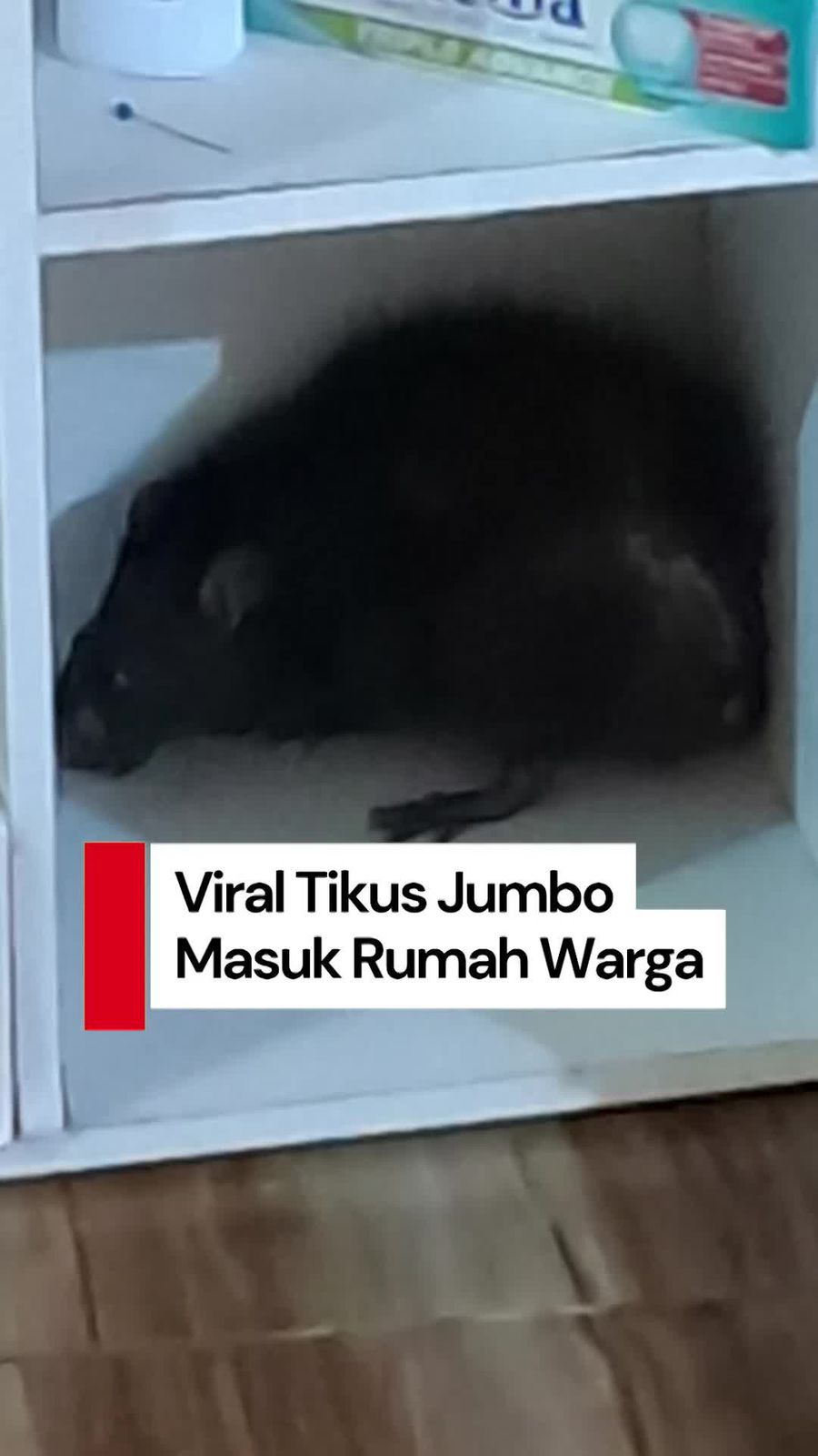 Video Viral Tikus Jumbo Masuk Rumah Warga-Serang Bocah, Damkar Turun Tangan