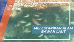 Melestarikan Keindahan Alam Bawah Laut dan Menanam Terumbu Karang di Belitung