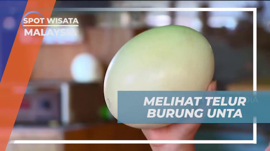Melihat Keunikan Telur Burung Unta yang Besar dan Kuat di Malaysia  