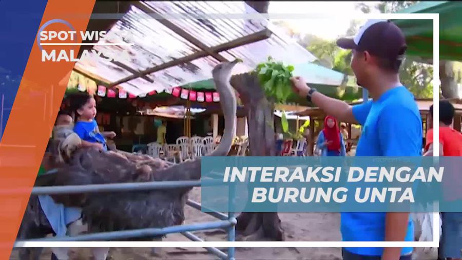 Mengunjungi Peternakan Burung Unta di Teluk Johor dan Melihat Ratusan Burung Unta  