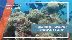 Menjelajahi Keindahan Warna-Warni Bawah Laut di Pulau Weh  
