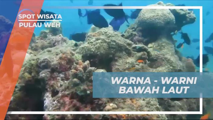 Menjelajahi Keindahan Warna-Warni Bawah Laut di Pulau Weh  