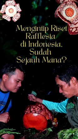 Video: Sudah Sejauh Mana Progres Riset Rafflesia di Indonesia?