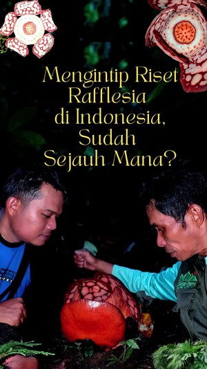 Video: Sudah Sejauh Mana Progres Riset Rafflesia di Indonesia?