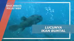 Menikmati Keindahan Ikan Buntal Setelah Penyelaman di Pulau Weh  