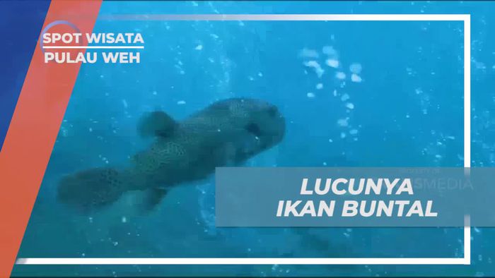 Menikmati Keindahan Ikan Buntal Setelah Penyelaman di Pulau Weh  
