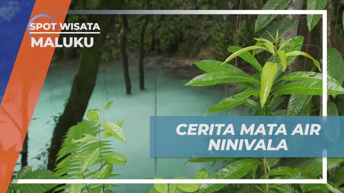 Menyelami Cerita Pohon di Mata Air Ninivala, Maluku  