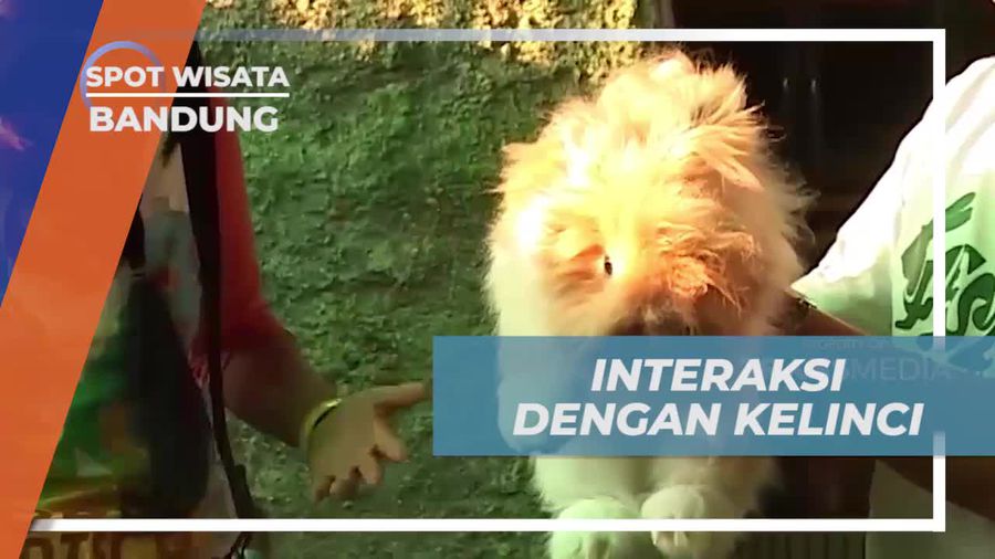 Berinteraksi dengan Kelinci Lucu di Bandung, Jawa Barat  