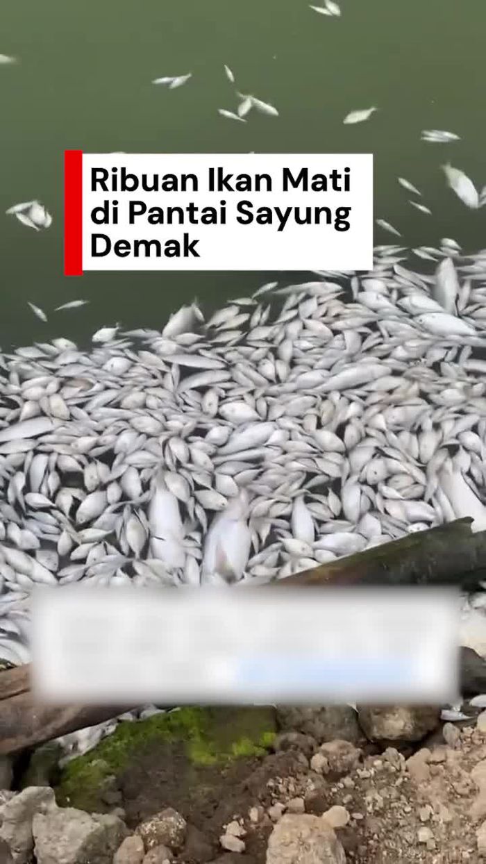 Video: Ribuan Bangkai Ikan Ngambang di Pantai Sayung Demak, Ini Kata DLH