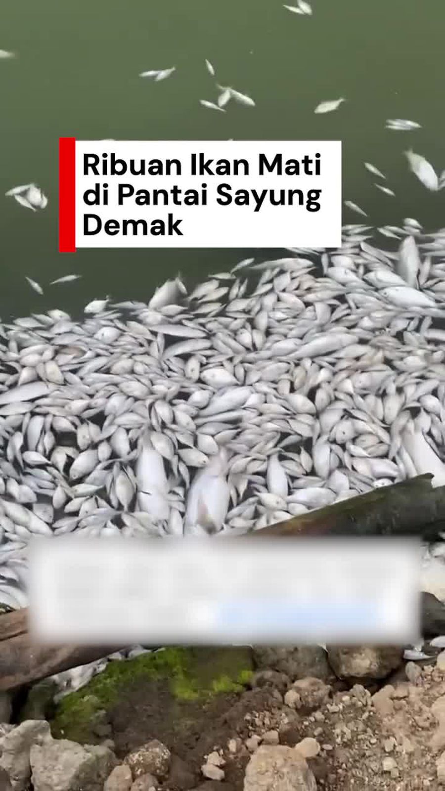 Video: Ribuan Bangkai Ikan Ngambang di Pantai Sayung Demak, Ini Kata DLH