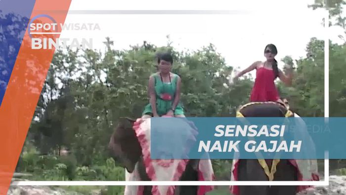 Menunggangi Gajah Seru di Bintan, Didampingi Profesional  