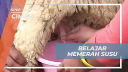Belajar Memerah Susu Domba di Kandang Kambing, Cimahi  