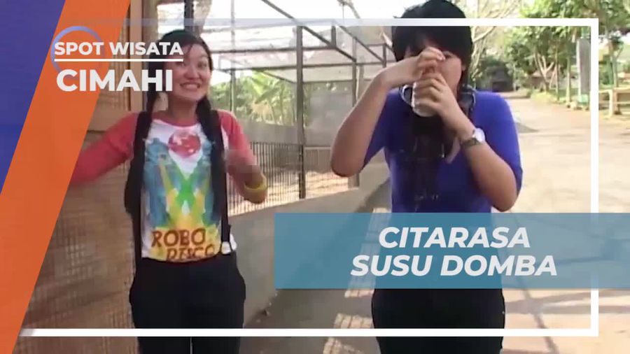 Mencicipi Susu Domba yang Segar di Cimahi  