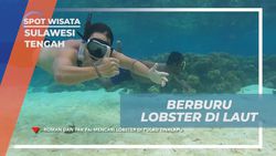 Berburu Lobster di Laut Pulau Tinalapu, Sulawesi Tengah  