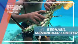Menangkap Lobster Bersama Selebriti di Pulau Tinalapu, Sulawesi Tengah  
