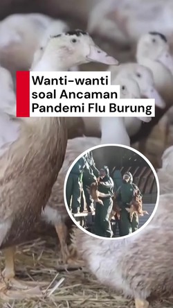 Video Pakar: Flu Burung Picu Pandemi yang Lebih Parah Dibanding Covid-19