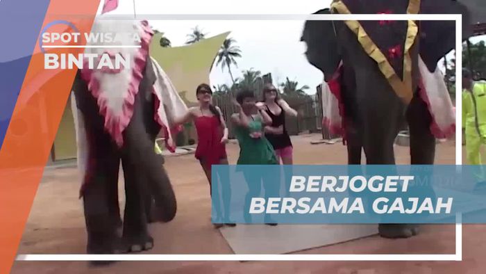 Menikmati Pertunjukan Gajah di Jumbo Park, Bintan, dan Bermain Langsung  
