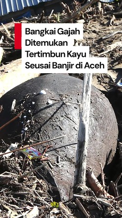 Video: Miris! Seekor Gajah Mati Tertimbun Kayu Pascabanjir di Aceh