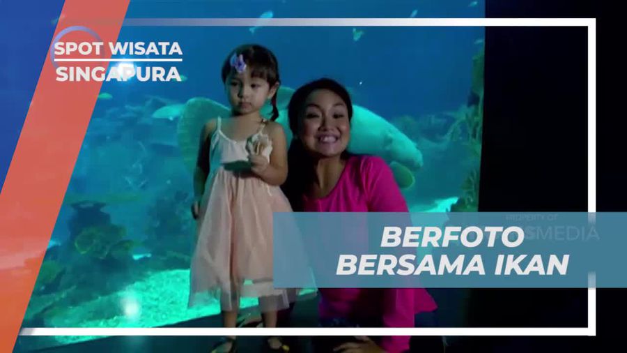 Berinteraksi Langsung dengan Ikan di Discovery Touch Pool dan Melihat Ikan Kerapu Raksasa di Singapura 