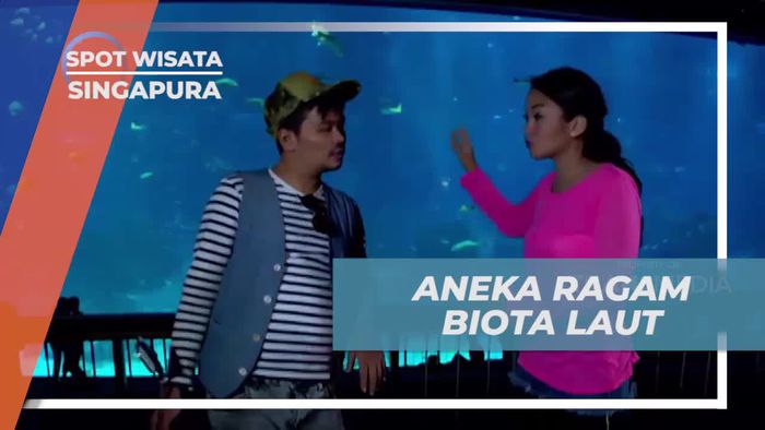 Menyaksikan Raksasa Laut seperti Pari Manta di Open Ocean, South East Aquarium, Singapura  