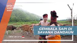 Melihat Langsung Gembala Sapi dan Kerumunan Sapi di Savana Dandaun, Nusa Tenggara Barat  