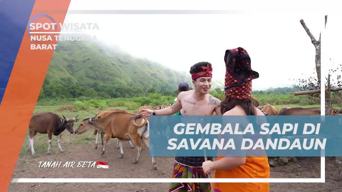 Melihat Langsung Gembala Sapi dan Kerumunan Sapi di Savana Dandaun, Nusa Tenggara Barat  
