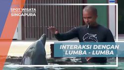 Bertemu dan Interaksi dengan Lumba-Lumba di Dolphin Island, Singapura  