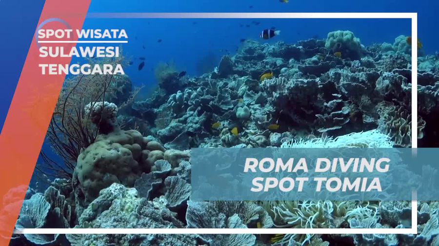 Menyelam di Roma Diving Spot Tomia dan Menikmati Keindahan Bawah Laut di Sulawesi Tenggara  