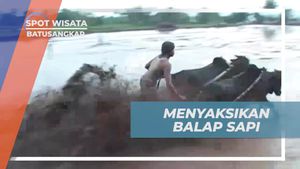 Menyaksikan Balap Sapi Meriah dan Tradisi Khas Batusangkar, Sumatera Barat  