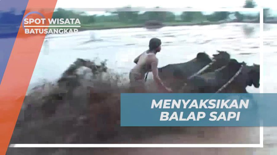 Menyaksikan Balap Sapi Meriah dan Tradisi Khas Batusangkar, Sumatera Barat  