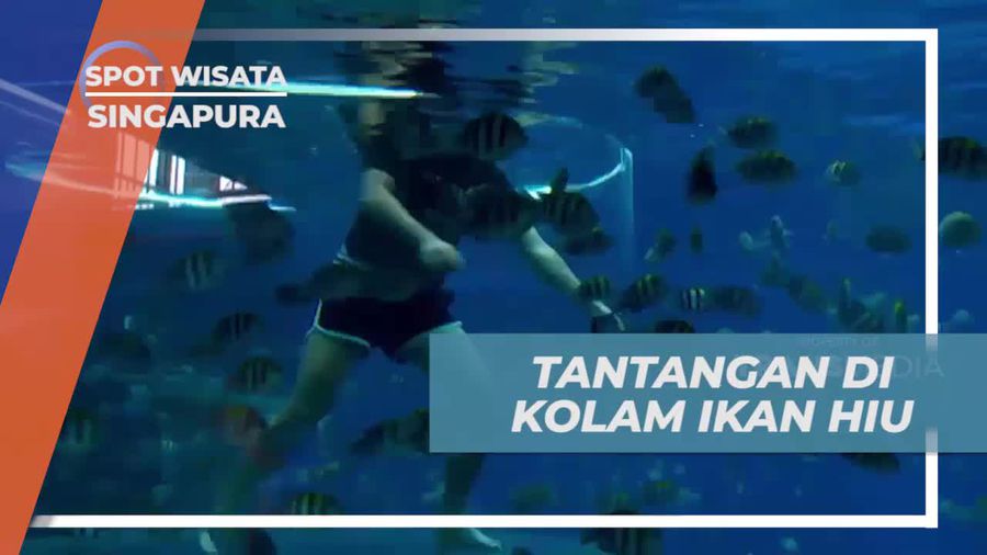 Menghadapi Tantangan Melihat Hiu dari Dekat di Aquarium, Singapura  