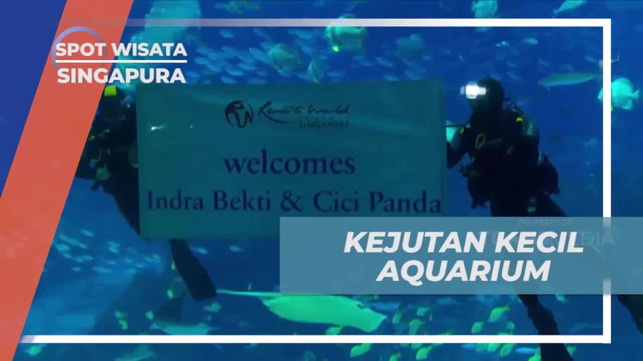 Mendapat Kejutan Spesial dari SEA Aquarium dan Menjadi Tersanjung di Singapura  