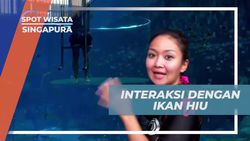 Melihat Ikan Hiu Dekat dari Kaca Pelindung dan Menikmati Petualangan di Aquarium, Singapura  