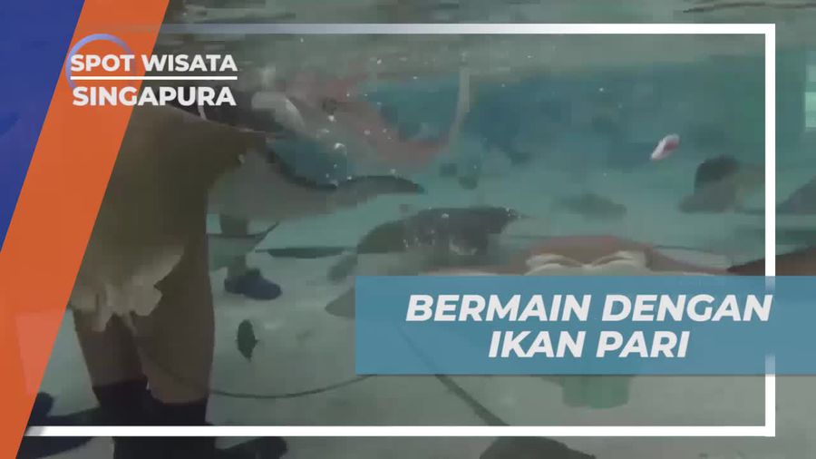 Memberi Makan Ikan Pari di Ray Bay dan Pengalaman Seru di Adventure Cove, Singapura  