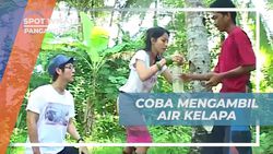 Memanjat Pohon Kelapa untuk Mengambil Air Kelapa di Desa Cimerah Pangandaran  