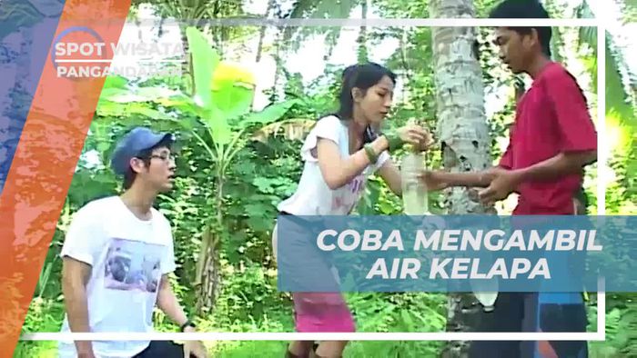 Memanjat Pohon Kelapa untuk Mengambil Air Kelapa di Desa Cimerah Pangandaran  