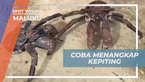 Menangkap Kepiting Kenari Besar Sebelum Memasaknya di Maluku  