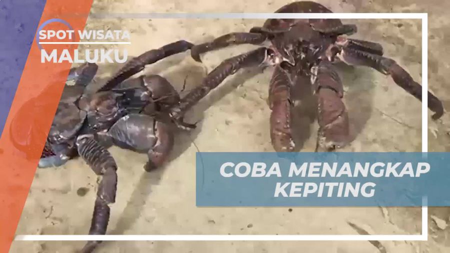 Menangkap Kepiting Kenari Besar Sebelum Memasaknya di Maluku  