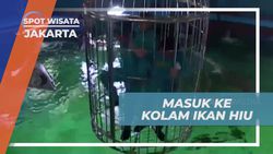 Masuk ke Kolam Ikan Hiu dengan Pengaman dan Mengalami Ketegangan di Jakarta  