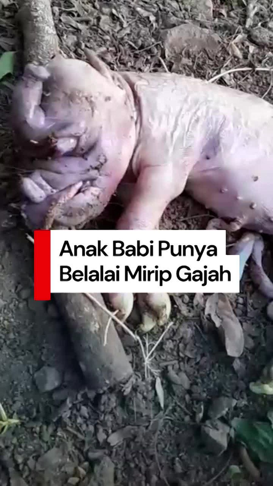 Video: Heboh Anak Babi di NTT Bentuknya Mirip Gajah