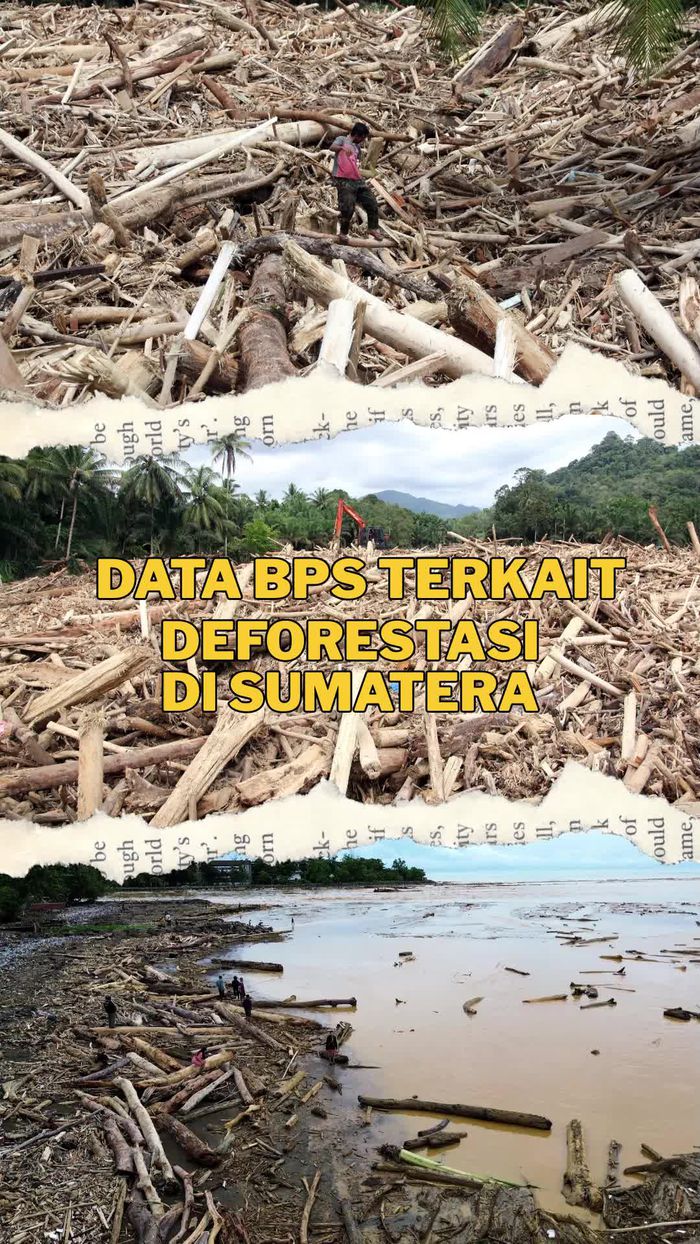 Video: Viral Banyak Kayu Terbawa Banjir, Ini Data Deforestasi Sumatera