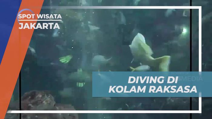 Menyelam di Kolam Raksasa Sea World dan Menghadapi Tantangan di Jakarta  