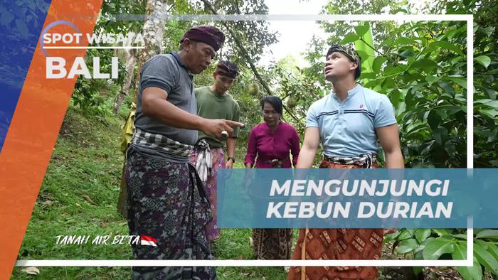Mengunjungi Kebun Durian dan Mengumpulkan Buah Lezat di Bali  