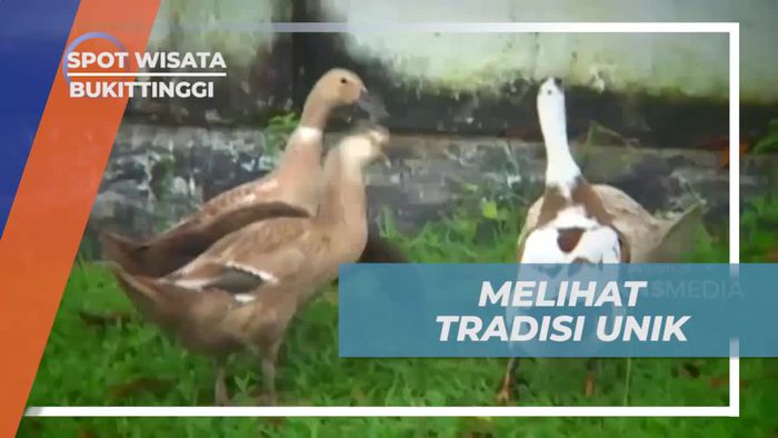 Menyelami Tradisi Unik Pacu Itik dan Melihatnya Langsung di Bukittinggi  