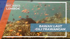 Melakukan Diving Menikmati Pemandangan Bawah Laut yang Menakjubkan di Gili Trawangan, Lombok  
