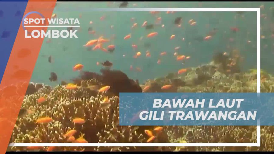 Melakukan Diving Menikmati Pemandangan Bawah Laut yang Menakjubkan di Gili Trawangan, Lombok  