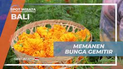 Memanen Bunga Gimitir Bersama Warga di Bali  