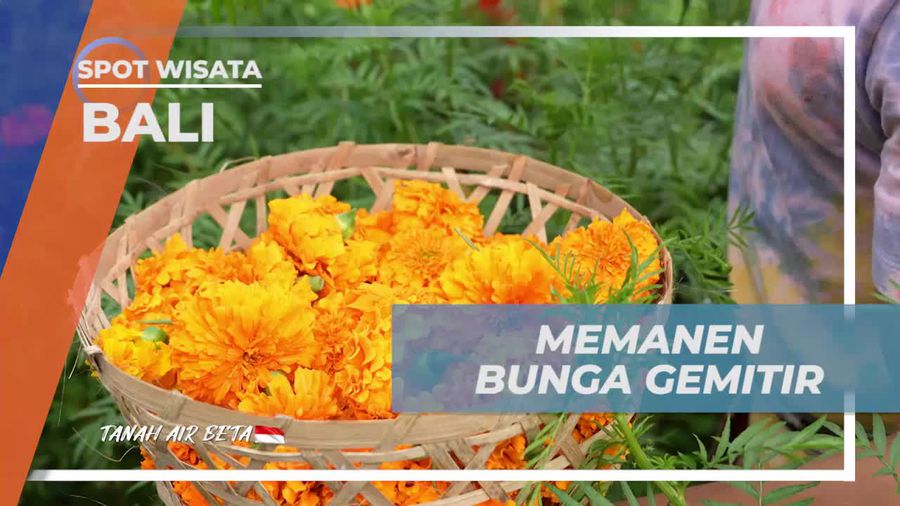 Memanen Bunga Gimitir Bersama Warga di Bali  