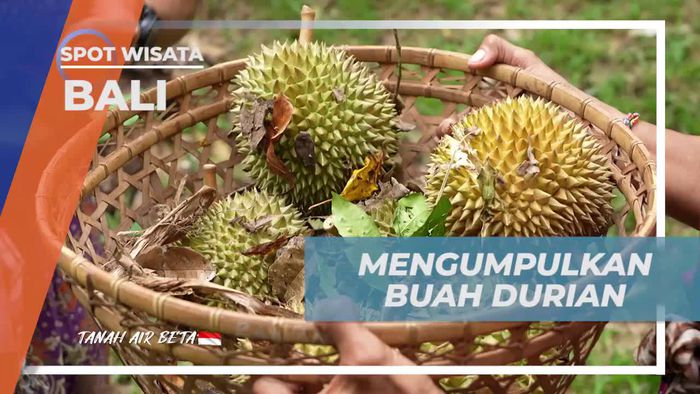 Mengumpulkan Durian Jatuh dan Menikmati Rasa Manis di Bali  